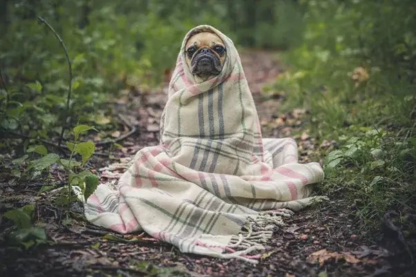 Common Puppy Diseases All Pet Parents Should Know