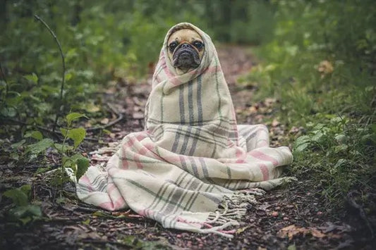 Common Puppy Diseases All Pet Parents Should Know