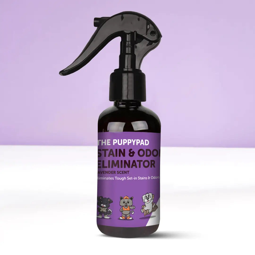 Multi-Pack Stain & Odor Eliminator